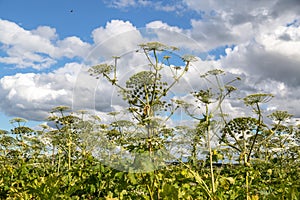 Heracleum Sosnowskyi on blue sky background.