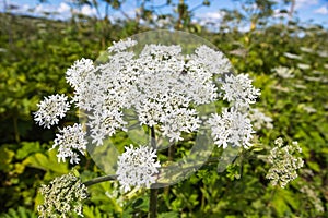 Heracleum Sosnowskyi on blue sky background.