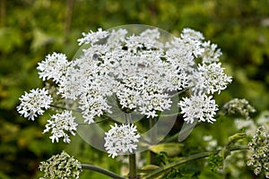 Heracleum Sosnowskyi on blue sky background.