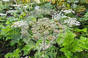 Heracleum Sosnowskyi on blue sky background.