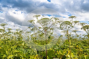 Heracleum Sosnowskyi on blue sky background.