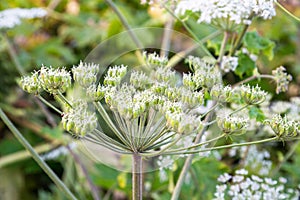 Heracleum Sosnowskyi on blue sky background.