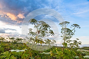 Heracleum Sosnowskyi on blue sky background.