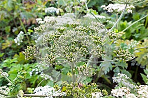 Heracleum Sosnowskyi on blue sky background.