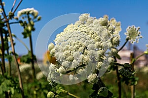 Heracleum sosnowskyi. dangerous toxic plant. threat to humans