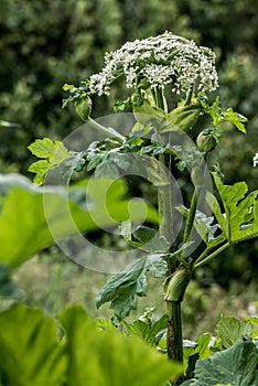 Heracleum Sosnowskyi or Sosnowsky\'s hogweed