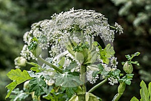 Heracleum Sosnowskyi or Sosnowsky\'s hogweed