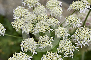 Heracleum sphondylium close up flower