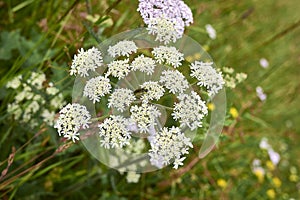 Heracleum sphondylium close up flower