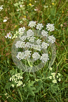 Heracleum sphondylium close up flower