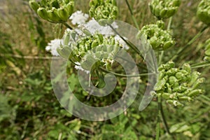 Heracleum sphondylium plant close up