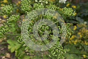 Heracleum sphondylium plant close up