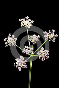 Heracleum sphondylium Wiesen-Baerenklau on black