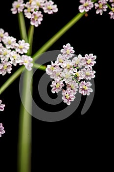 Heracleum sphondylium Wiesen Baerenklau macro