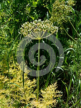 Heracleum sphondylium â€“ hogweed â€“ cow parsnip â€“ stalk and seed pods vertical