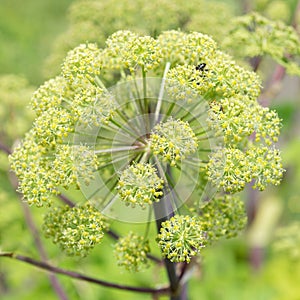 Heracleum stevenii flower