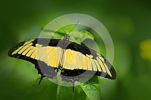 Heraclides androgeus, butterfly in the nature green forest habitat, Mexico and USA, Arizona. Butterfly sitting on the green leave.