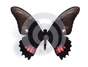 Heraclides (Papilio) anchisiades