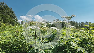 HeraclÃ©um sosnÃ³wskyi  -  hogweed grows in a green meadow.