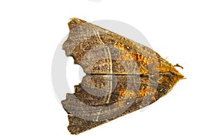 Herald, Roesje, Scoliopteryx libatrix
