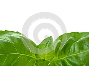 Herb - basil leaves