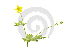 Herb bennet flower