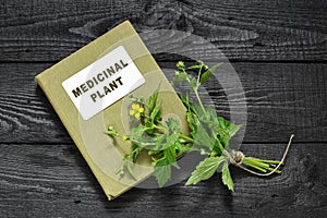 Herb Bennett (Geum urbanum) and directory medicinal plant