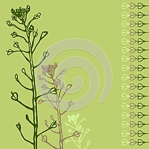 Herb Capsella bursa-pastoris. Brassicaceae. Medicinal plant. Card. Hand drawn.