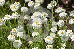 Herb Chamomile Flore Pleno with cream flowers and apple scented foliage photo