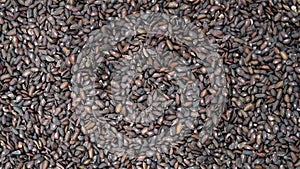 Herb CheQianZi or Plantaginis Semen or Asiatic Plantain Seed rotating