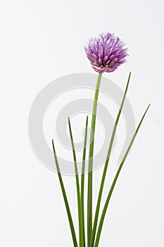 Herb chive including flower on plain background