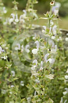 Herb clary sage