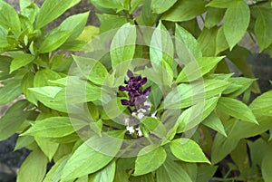 Herb- Clove basil- leaves and flowers