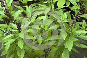 Herb- Clove basil- leaves and flowers