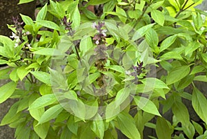 Herb- Clove basil- leaves and flowers