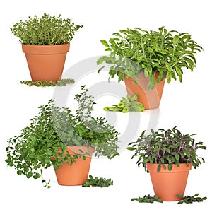 Herb Collection