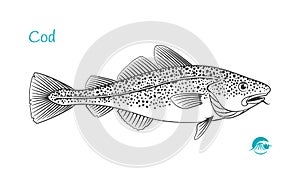 Cod fish hand-drawn illustration photo