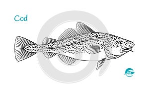 Cod fish hand-drawn illustration