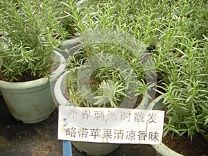 Herb, essential oil, rosemary, volatilization plant, botany photo