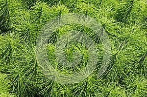 Herb Field horsetail