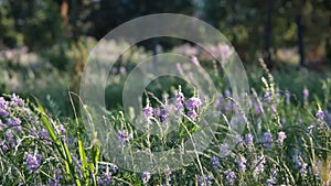 Herb field. Lavender