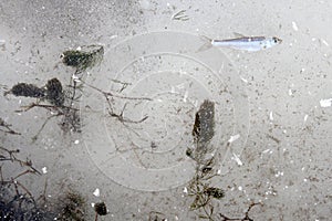 Herb and fish in the river ice