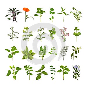 Herb Flower and Leaf Collection