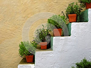 Herb flowerpots on stairs alongside house wall mediterranean style