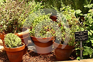 Herb garden