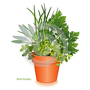 Herb Garden in Clay Flowerpot photo