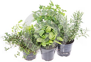 Herb Garden isolated on white