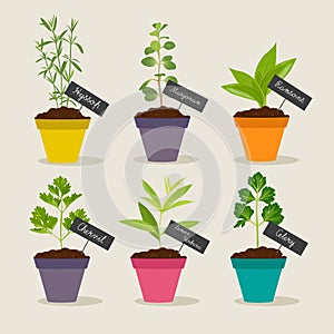 Herb garden with pots of herbs set 3