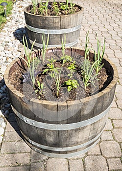 Herb Garden in Wine Barrels