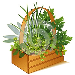 Herb Garden in Wooden Basket